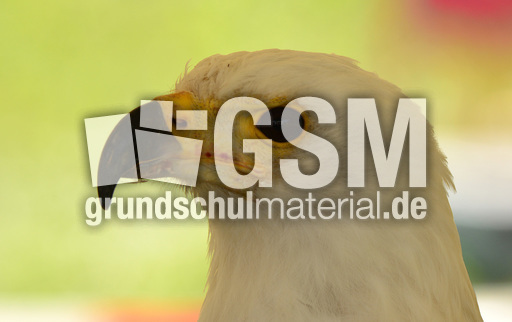 Schrei-Seeadler (4).jpg